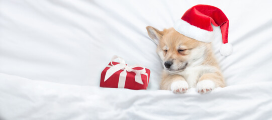 Pembroke welsh corgi puppy wearing red santa hat sleeps with gift box on a bed under white blanket...