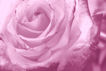 Close-up of a pink toned rose flower. Wedding, Valentines Day or Mother's Day greeting card or background