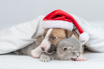 Miniature Bull Terrier puppy wearing red santa hat hugs tiny kitten under warm blanket on a bed at home. Pets sleep together