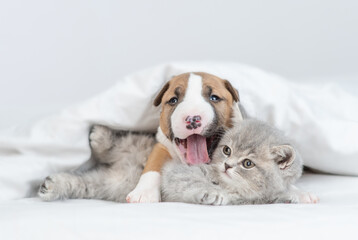 Yawning Miniature Bull Terrier puppy hugs sleepy tiny kitten under warm white blanket on a bed at home. Pets sleep together