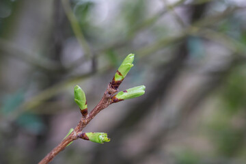 pring background thin spring twigs with young fresh tree buds