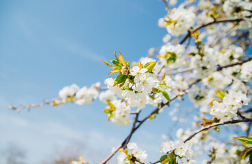 Selective focus of beautiful branches of white cherry blossoms on a tree under a blue sky, Beautiful cherry blossoms during the spring season in the park. Beauty is in nature.