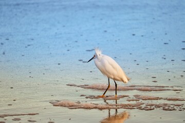 Photograph of a Snowy egret. The bird was found on the beach of Atlântida, in Rio Grande do Sul, Brazil.