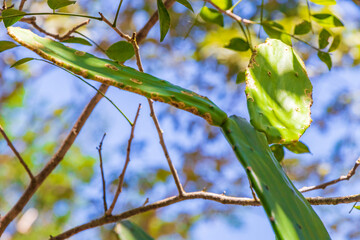 Tropical cacti cactus plants natural jungle Puerto Aventuras Mexico.