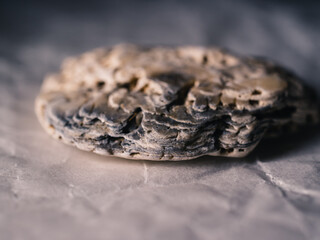 Close up of a seashell