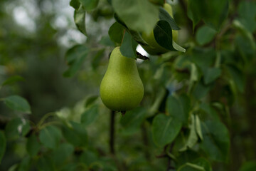 Fresh pears on a branch. Spicing pears. Pear tree.
