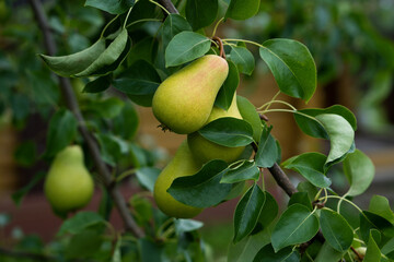 Fresh pears on a branch. Spicing pears. Pear tree.