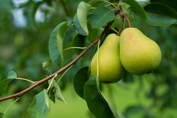Fresh pears on a branch. Spicing pears. Pear tree.