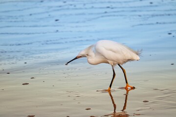 Photograph of a Snowy egret. The bird was found on the beach of Atlântida, in Rio Grande do Sul, Brazil.