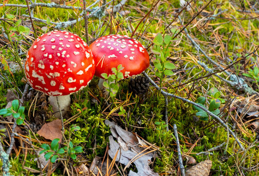 Little Red toadstool. mushroom in woods.