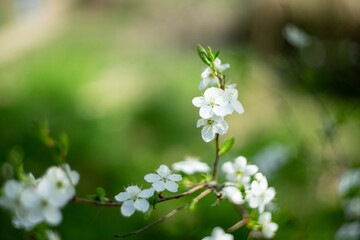 Blooming Mirabelle Plum Tree with White Beautiful Flowers