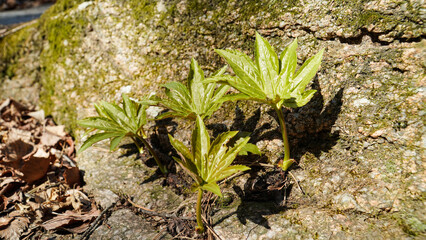 The stone maple Maple-leaf mukdenia bloomed among the rocks, and likes the rocks and water.