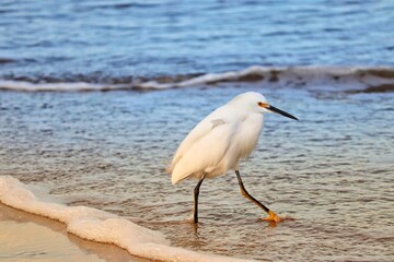 Photograph of a Snowy egret. The bird was found on the beach of Atlântida, in Rio Grande do Sul, Brazil.