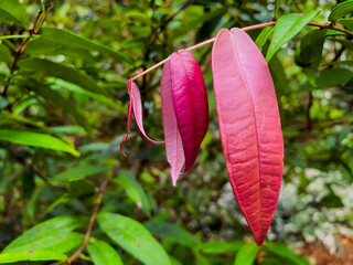 Beautiful red leaves stand out dramatically on a plant with mostly bright, shiny green leaves background.