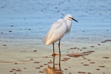 Photograph of a Snowy egret. The bird was found on the beach of Atlântida, in Rio Grande do Sul, Brazil.