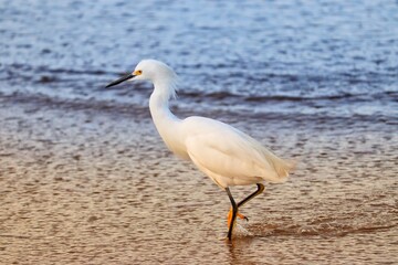 Fototapeta na wymiar Photograph of a Snowy egret. The bird was found on the beach of Atlântida, in Rio Grande do Sul, Brazil.