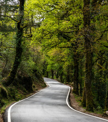 Fototapeta premium curvy country road leading through dense green springtime forest