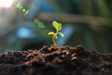 Growing plant seed on the soil and sunrise - Organic in your hands - healthy living 