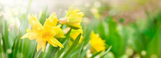 Yellow narcissus flower with copy space. Spring background. - obrazy, fototapety, plakaty