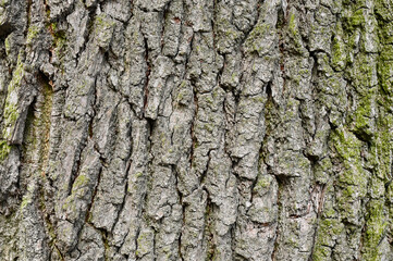 Texture background in the form of tree bark