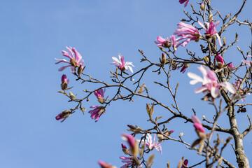 blossom in spring