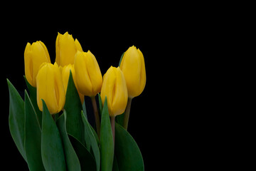 Naklejka premium Bouquet of yellow Tulip flowers isolated on black background with copy space. Selective focus.