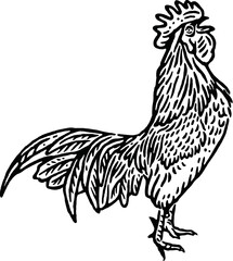 vintage of rooster illustration