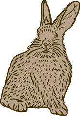 vintage illustration of rabbit
