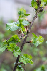 Young shoots of black currant