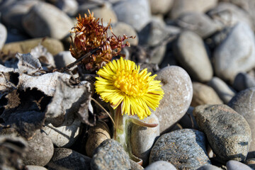 Closeup of a blooming coltsfoot flower, foalfoot, Tussilago farfara, macro photo