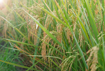 Rice fields - close up details of paddy plants in the fields, paddy ready to be harvested, broad paddy fields