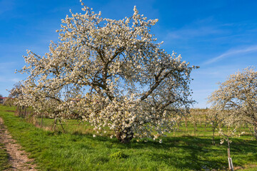 Old knotty blooming cherry tree near Wiesbaden/Germany in the Rheingau