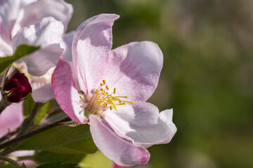 Fototapeta na wymiar Close-up of a pink cherry blossom in Wiesbaden/Germany in the Rheingau