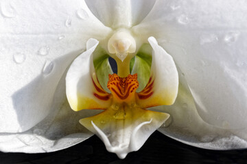 Closeup of a white blooming orchid, Phalaenopsis, macro photo