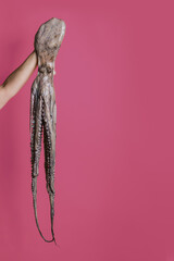 hand holding an octopus on a pink background