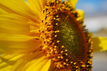 風に揺れる一輪のヒマワリ　マクロ