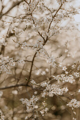 Blooming bushes in the spring time, bokeh on background