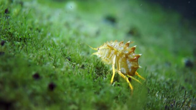 Unique endemic crustacean crayfish Acanthogammarus deep underwater in animal world of peculiar wild nature of Lake Baikal in Siberia Russia.