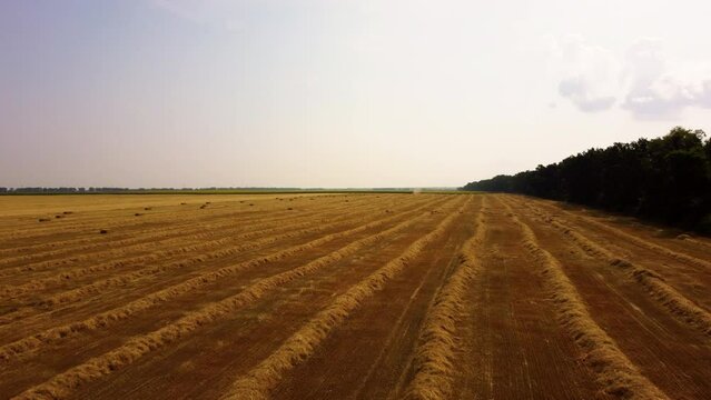 Rows of mowed dry yellow straw from wheat lies on field. Tractor drives across field and makes bales from cut straw. Tractor harvesting hay into bales in field on sunny day. Aerial drone view.