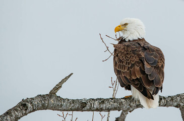 American bald eagle perched on branch 