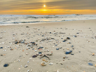 Sunset beach with shells and starfish