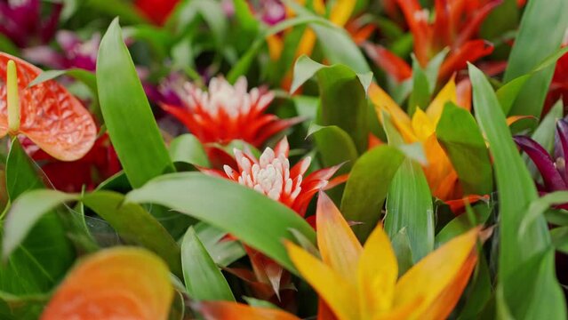Alpinia purpurata, The flowers are vibrant in color and perishable 