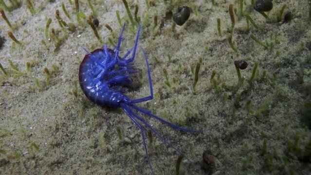Unique endemic crustacean crayfish Acanthogammarus deep underwater in animal world of peculiar wild nature of Lake Baikal in Siberia Russia.