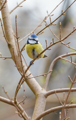 Cute chickadee perched on tree branches 