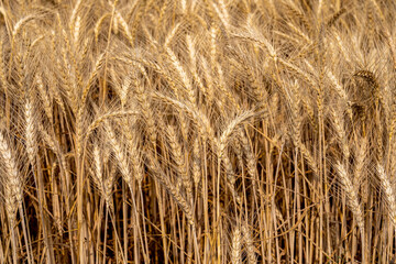 Wheat Field, Harvest Time, Food, Sustainable Living, Crop