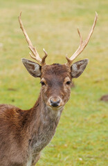 European deer in forest grazing 