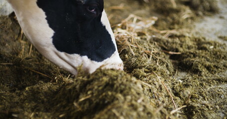 Modern farm barn with milking cows eating hay, Cows feeding on dairy farm