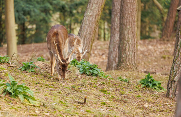 European deer in forest grazing 