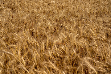 Wheat Field, Harvest Time, Food, Sustainable Living, Crop