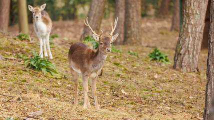 Naklejka na ściany i meble European deer in forest grazing 